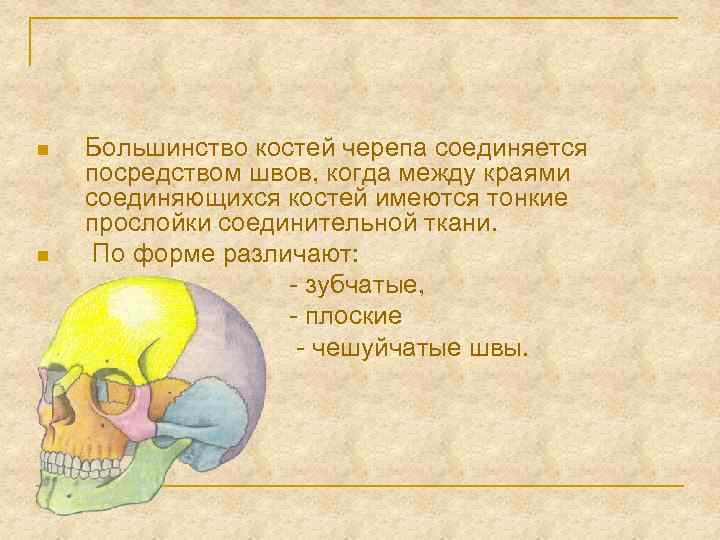 n n Большинство костей черепа соединяется посредством швов, когда между краями соединяющихся костей имеются