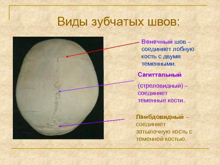 Виды зубчатых швов: Венечный шов – соединяет лобную кость с двумя теменными. Сагиттальный (стреловидный)