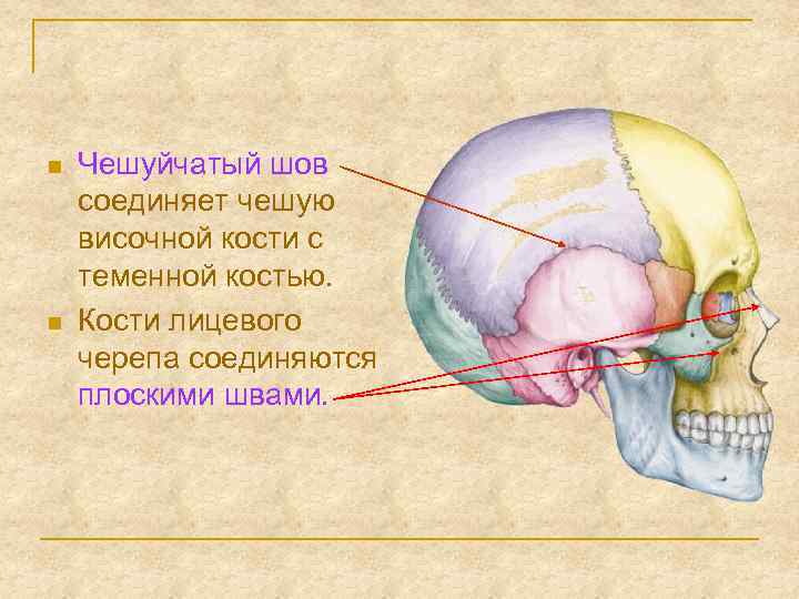 Швы черепа человека рисунок с подписями