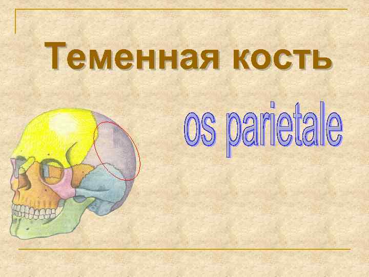 Теменная кость 