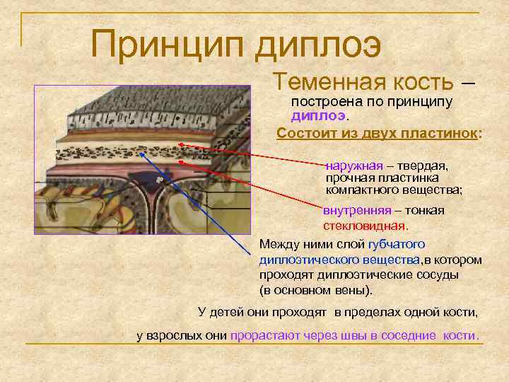 Принцип диплоэ Теменная кость – построена по принципу диплоэ. Состоит из двух пластинок: наружная