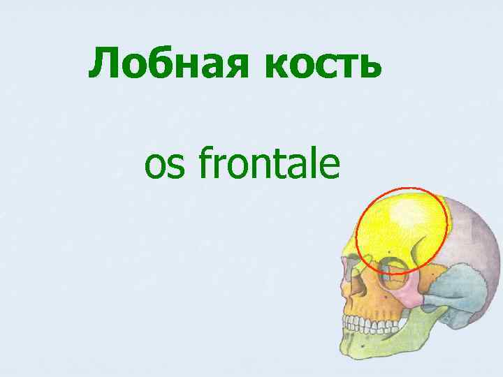 Лобная кость os frontale 