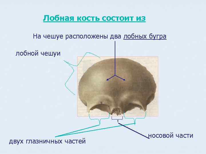Лобная кость состоит из На чешуе расположены два лобных бугра лобной чешуи двух глазничных