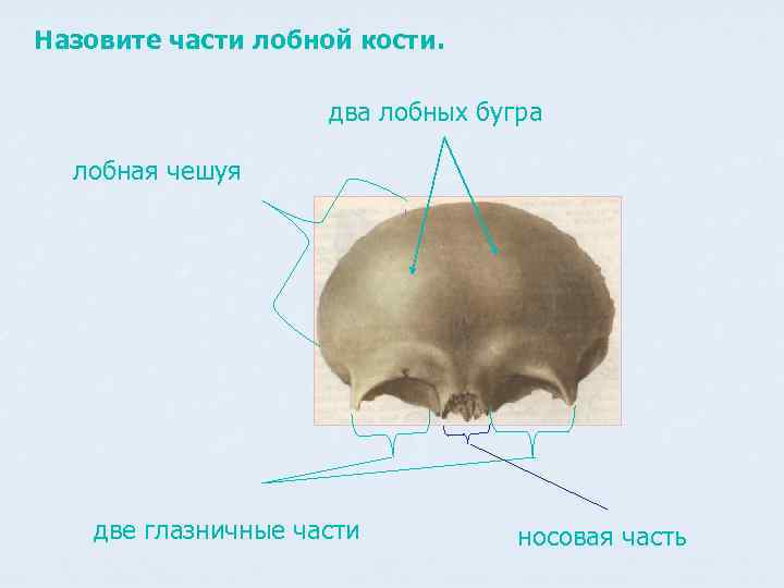 Назовите части лобной кости. два лобных бугра лобная чешуя две глазничные части носовая часть