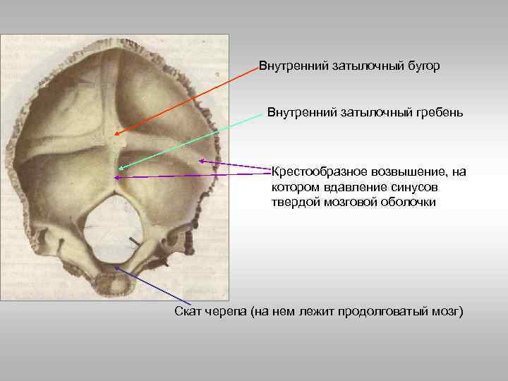 Внутренний затылочный бугор Внутренний затылочный гребень Крестообразное возвышение, на котором вдавление синусов твердой мозговой