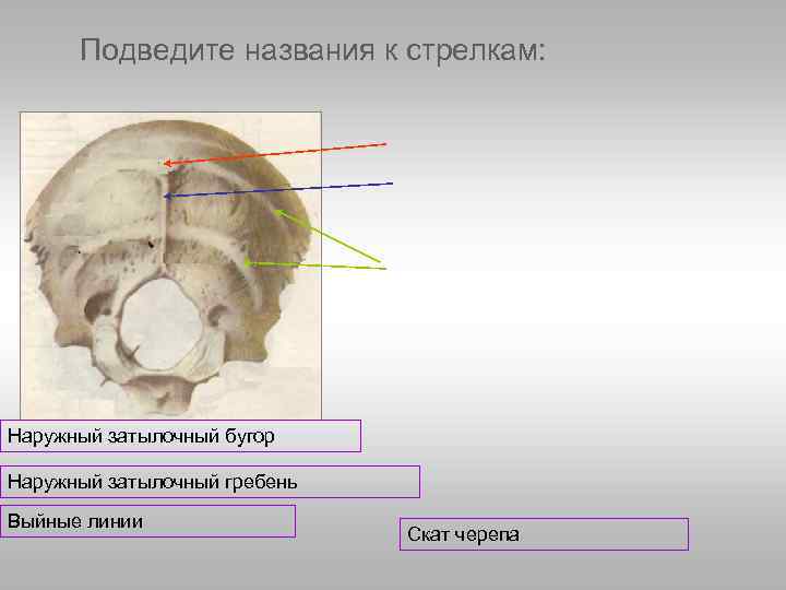 Строение содержание