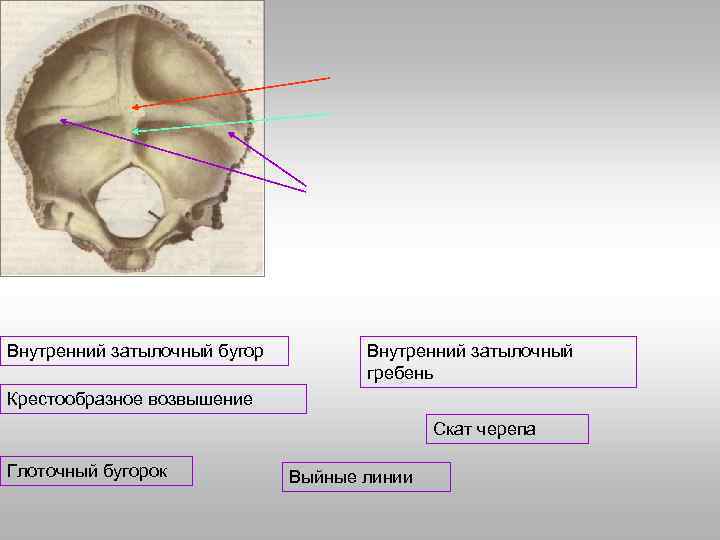 Развитие черепа в онтогенезе