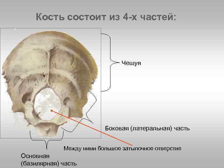 Основная кость. Затылочная чешуя затылочной кости. Чешуя наружной затылочной кости. Базилярной части затылочной кости. Чешуя затылочной кости анатомия.