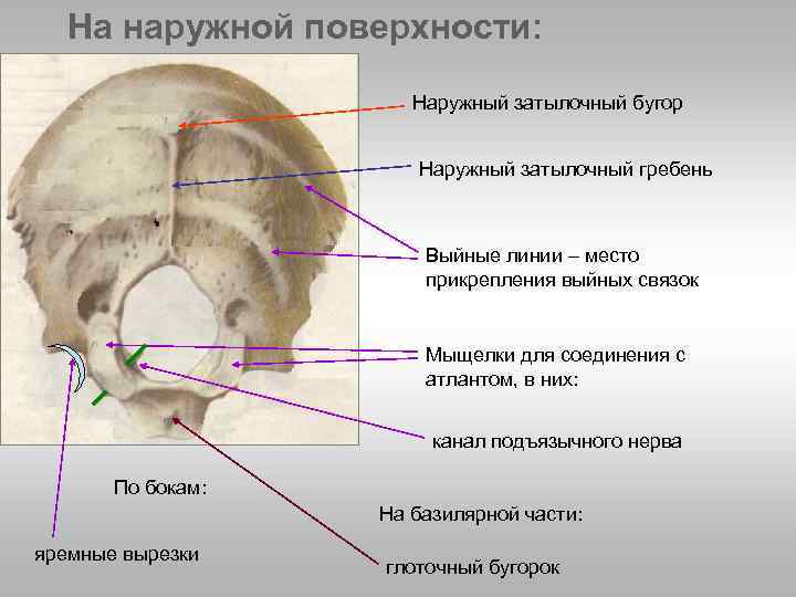 Мыщелок черепа. Анатомия затылочной кости. Затылочная кость черепа анатомия. Канал подъязычного нерва располагается в кости. Канал подъязычного нерва затылочной кости.