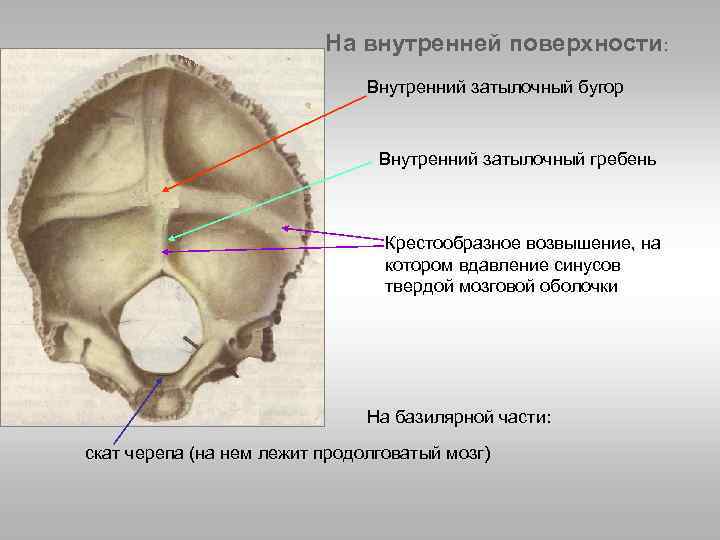 Борозды синусов. Затылочная кость черепа анатомия. Мыщелки затылочной кости анатомия. Затылочная кость анатомия гребень. Затылочный гребень затылочной кости.