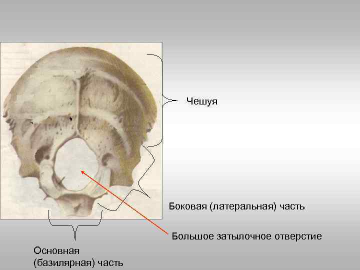 Выйная линия затылочной кости в картинках