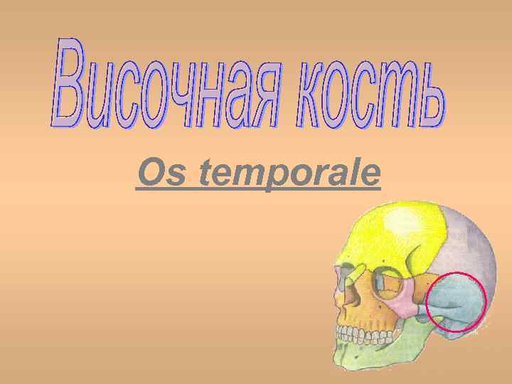 Os temporale 
