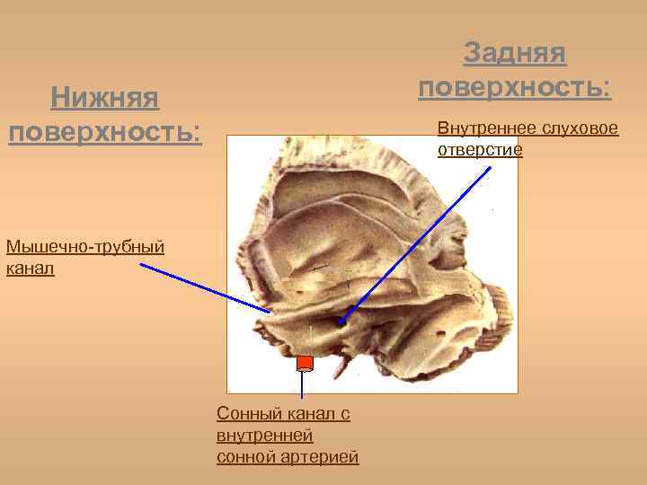 Внутреннее слуховое отверстие