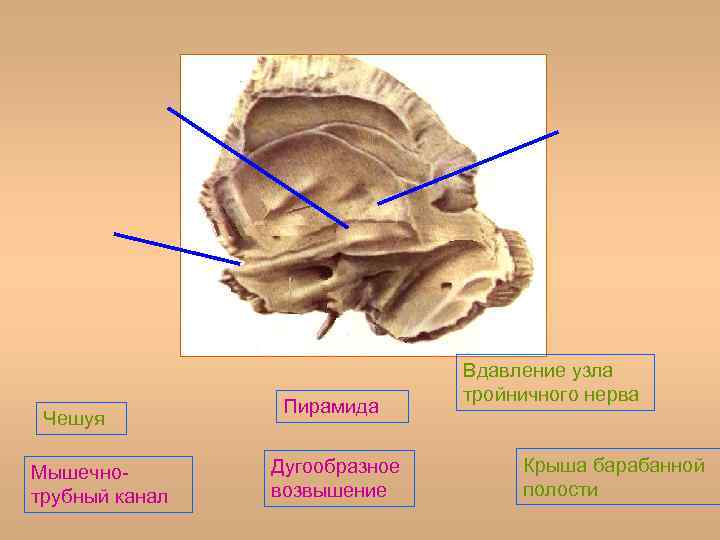 Рисунок пальцевых вдавлений и сосудистых борозд усилен