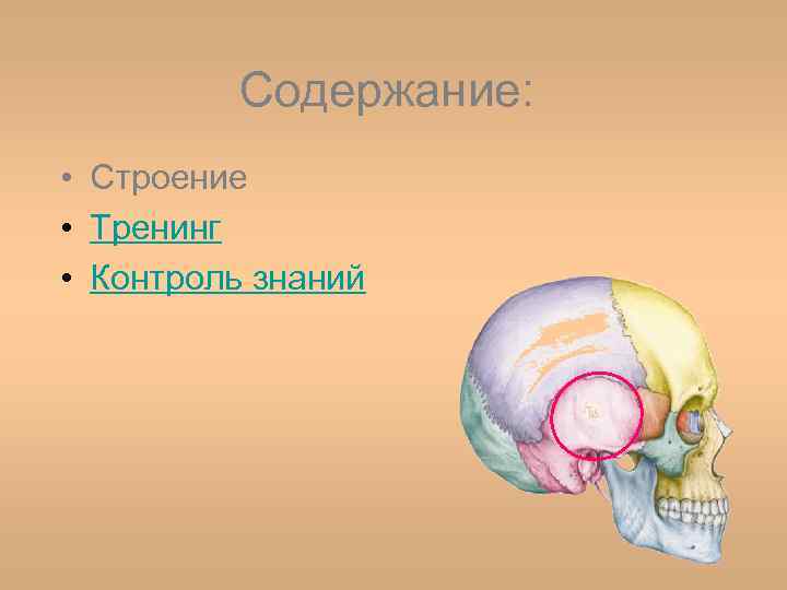 Содержание: • Строение • Тренинг • Контроль знаний 