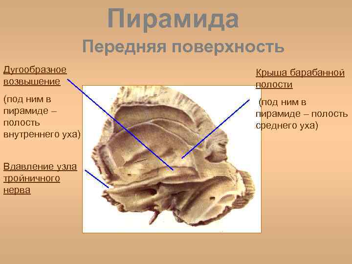 Полость поверхность. Височная кость анатомия нижняя поверхность пирамиды. Строение пирамиды височной кости. Пирамида височной кости анатомия. Пирамидальное возвышение барабанной полости.