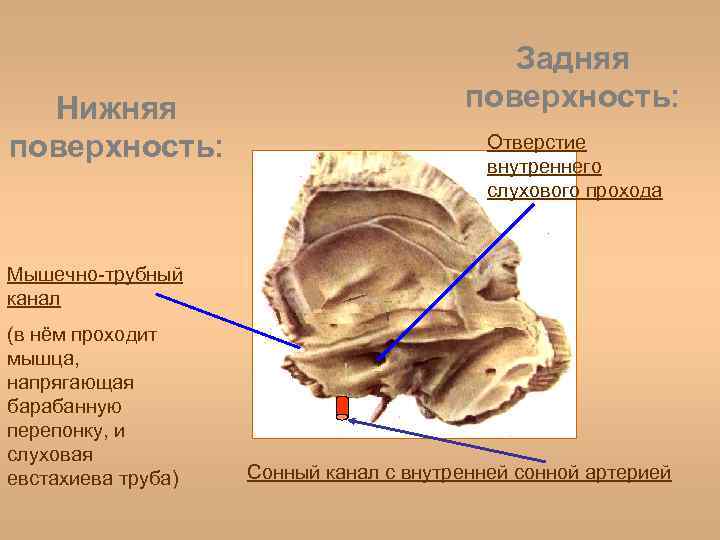 Внутреннее отверстие сонного канала