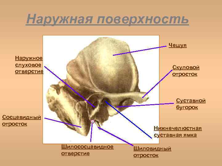 Сосцевидная кость. Височная кость сосцевидный отросток. Сосцевидный и шиловидный отросток. Мостовидный отросток черепа.