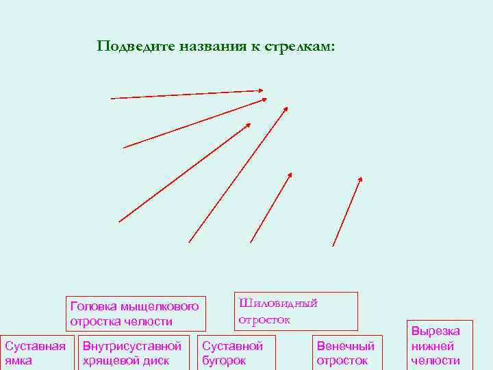 Подведите названия к стрелкам: Головка мыщелкового отростка челюсти Суставная ямка Внутрисуставной хрящевой диск Шиловидный