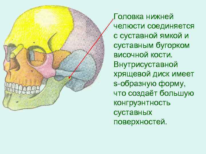 Головка нижней челюсти соединяется с суставной ямкой и суставным бугорком височной кости. Внутрисуставной хрящевой