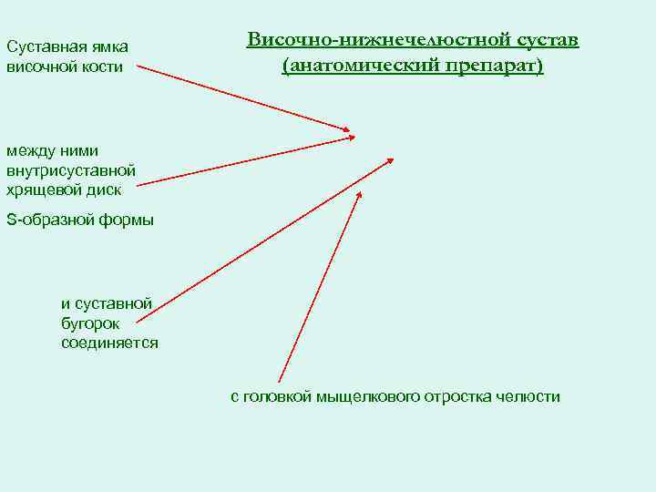 Суставная ямка височной кости Височно-нижнечелюстной сустав (анатомический препарат) между ними внутрисуставной хрящевой диск S-образной