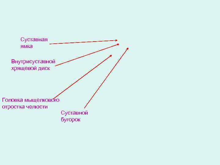 Суставная ямка Внутрисуставной хрящевой диск Головка мыщелкового отростка челюсти Суставной бугорок 