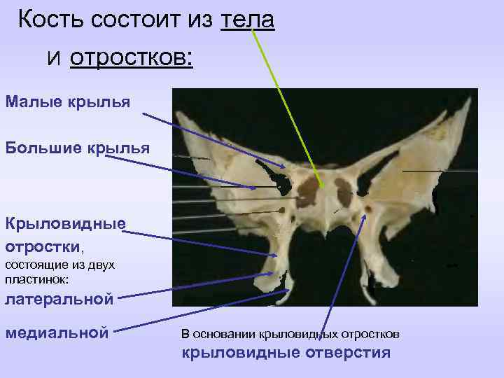 Отростки клиновидной кости