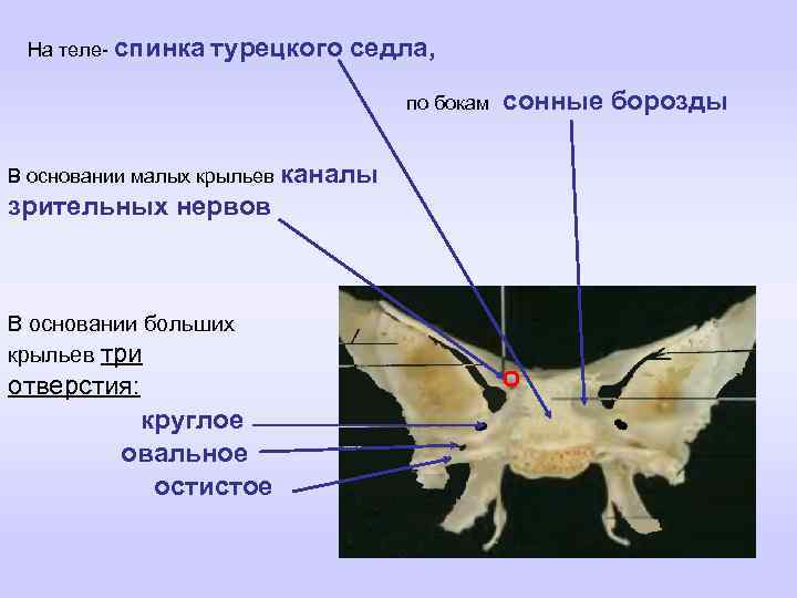 Гипофизарная ямка. Турецкое седло клиновидной кости. Спинка турецкого седла клиновидной кости. Клиновидная кость борозда. Клиновидная кость мед универ.