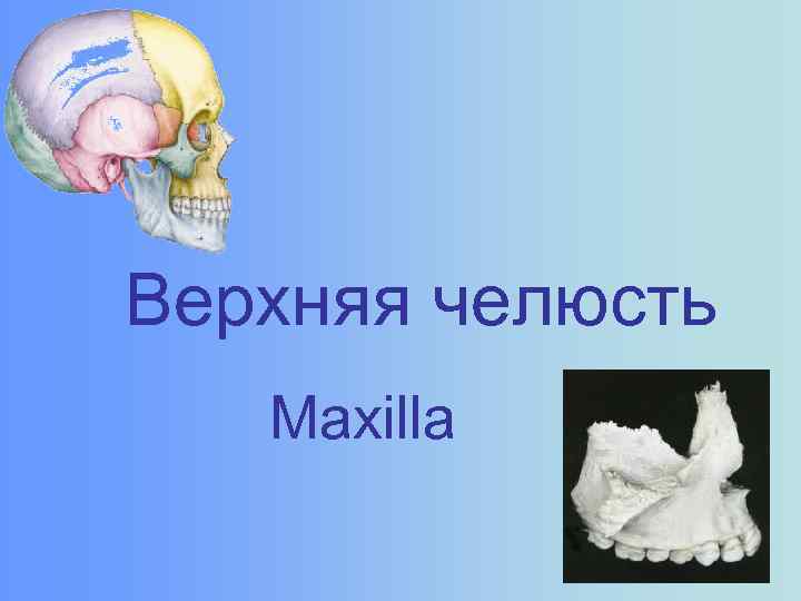 Верхняя челюсть Maxilla 