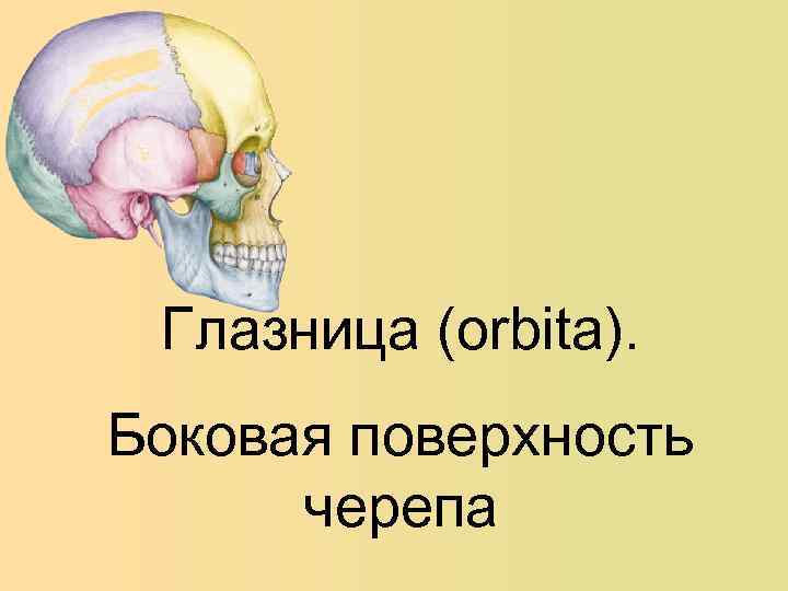Глазница (orbita). Боковая поверхность черепа 