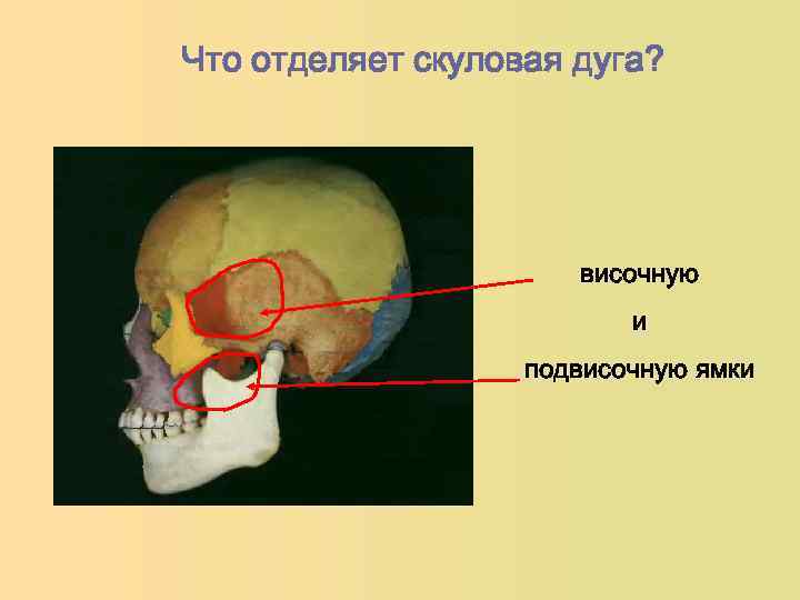 Анатомия скуловой кости. Кости черепа скуловая дуга. Подвисочная ямка черепа. Подвисочная ямка черепа анатомия. Подвисочная ямка черепа границы.