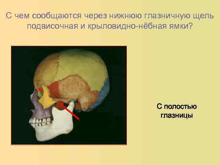 Сообщение глазницы с крыловидно небной ямкой. Глазница сообщается с полостью черепа через. Полость глазницы сообщается с:. Крыловидно-небная ямка сообщается с полостью носа через. Подвисочная ямка образована.