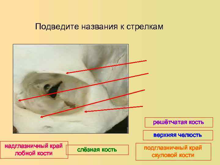 Боковая поверхность языка фото