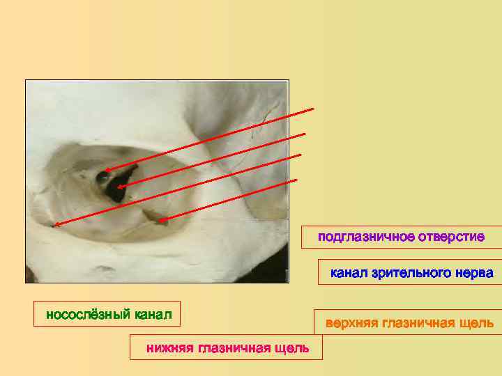 Боковая поверхность языка фото