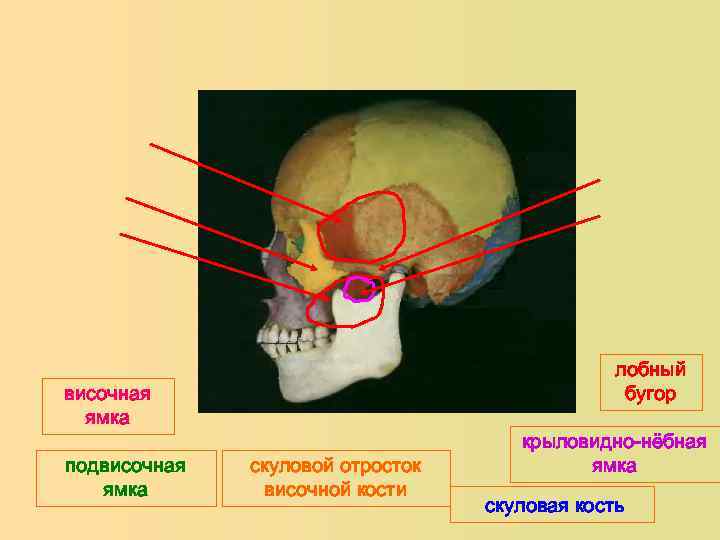 Лобная кость отростки. Височная ямка подвисочная ямка крыловидно небная ямка. Скуловая кость лобный отросток.
