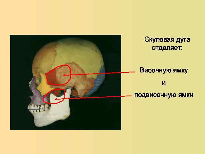 Скуловая дуга фото