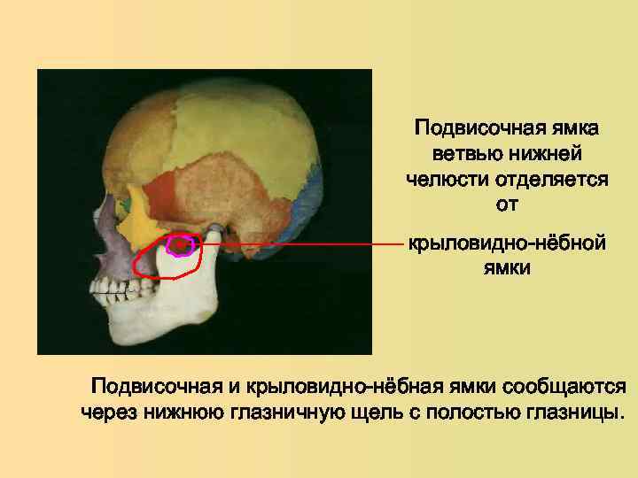 Крыловидно небная ямка сообщается