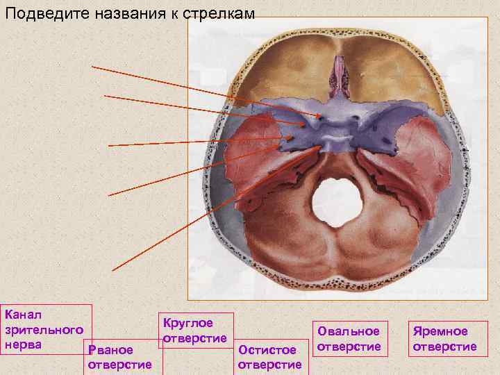 Подведите названия к стрелкам Канал Круглое зрительного отверстие нерва Рваное Остистое отверстие Овальное отверстие