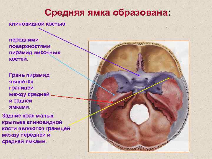 Средняя ямка образована: клиновидной костью передними поверхностями пирамид височных костей. Грань пирамид является границей