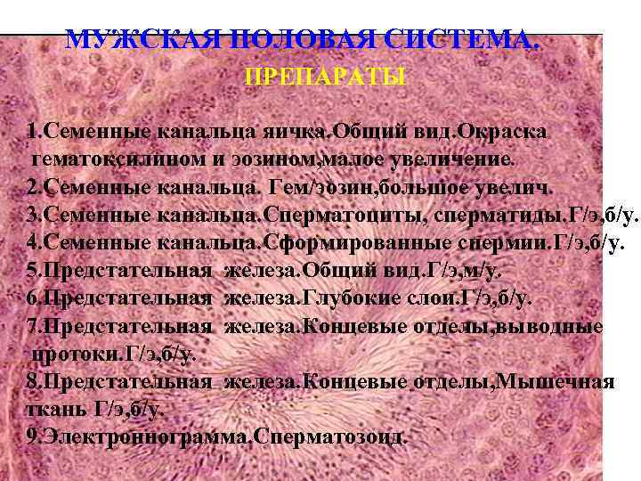 МУЖСКАЯ ПОЛОВАЯ СИСТЕМА. ПРЕПАРАТЫ 1. Семенные канальца яичка. Общий вид. Окраска гематоксилином и эозином,