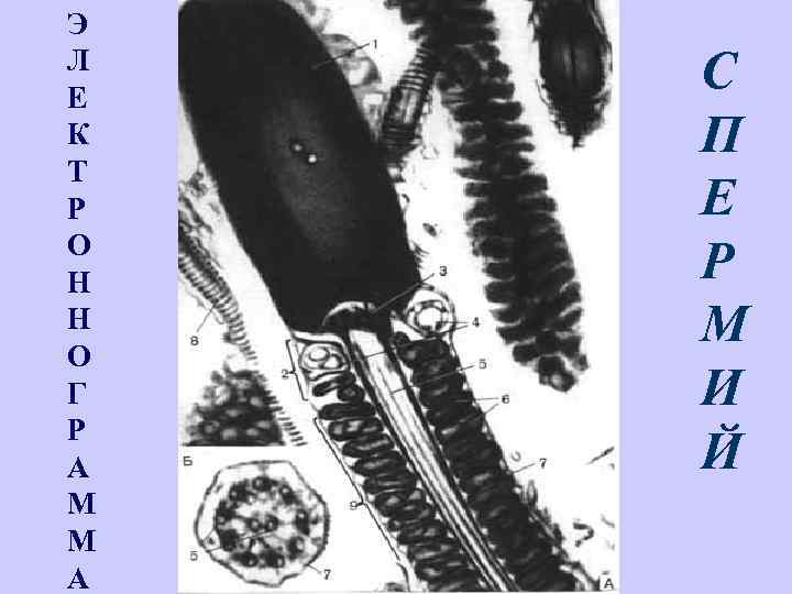 Э Л Е К Т Р О Н Н О Г Р А М