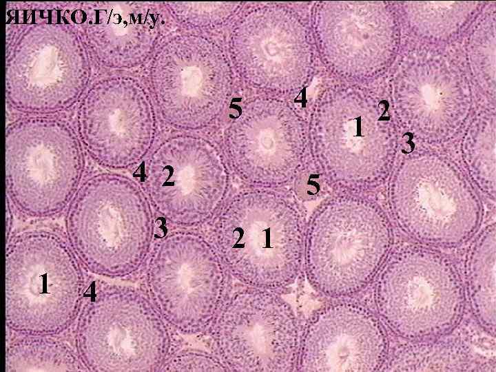 ЯИЧКО. Г/э, м/у. 5 4 2 3 1 4 4 5 2 1 1