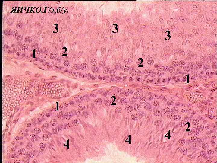 ЯИЧКО, Г/э, б/у. 3 3 3 2 1 2 1 4 4 4 2