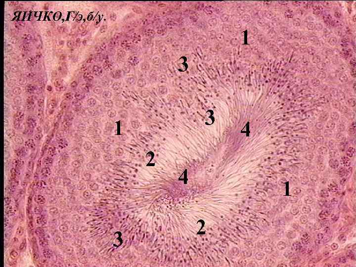 Рисунок семенника гистология