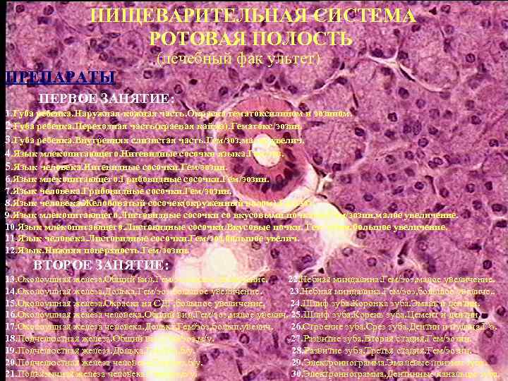 ПИЩЕВАРИТЕЛЬНАЯ СИСТЕМА РОТОВАЯ ПОЛОСТЬ (лечебный фак ультет) ПРЕПАРАТЫ ПЕРВОЕ ЗАНЯТИЕ: 1. Губа ребенка. Наружная-кожная