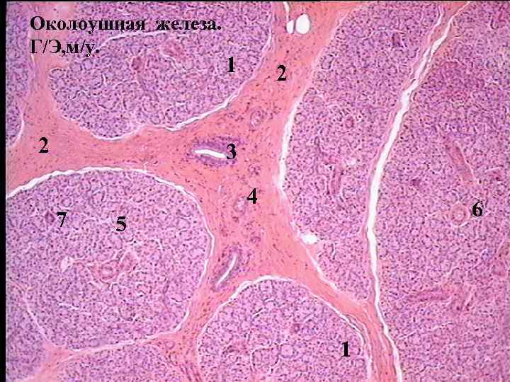 Слюнная железа препарат. Околоушная железа гистология. Околоущная слюнная железа гематоклсилин Этзони.