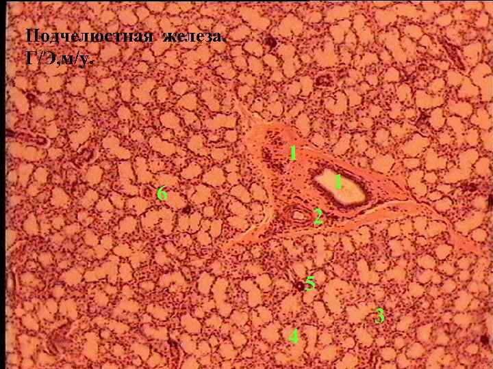 Подчелюстная железа. Г/Э, м/у. 1 1 6 2 5 4 3 