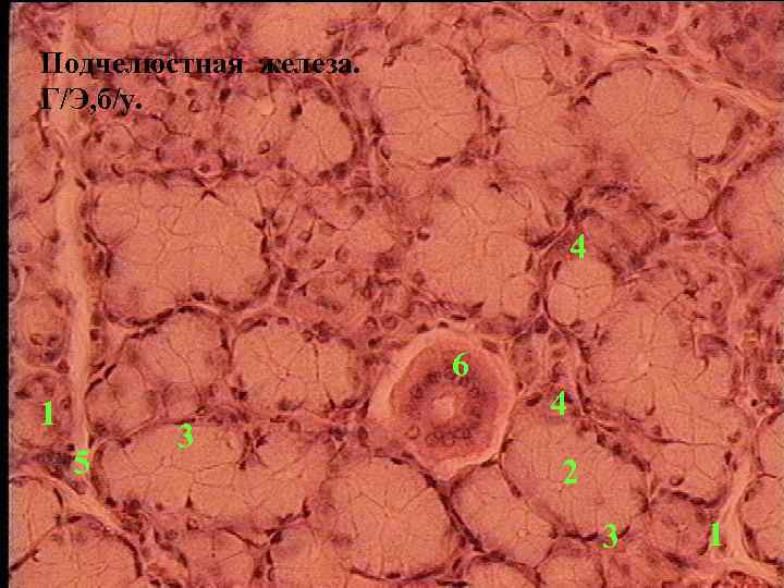 Подчелюстная железа. Г/Э, б/у. 4 6 1 5 3 4 2 3 1 