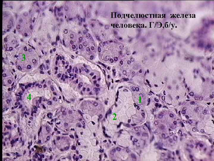 Подчелюстная железа человека. Г/Э, б/у. 3 4 1 2 