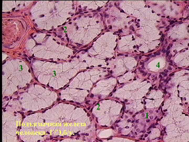 2 3 4 3 2 Подъязычная железа человека. Г/Э, б/у. 1 